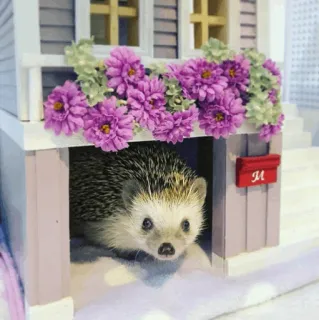🦔 egel, dier, schattig, bloemen, miniatuur, huis telegram sticker