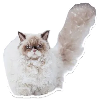😳 고양이, 보송보송, 귀여운, 애완 동물, 동물 telegram sticker