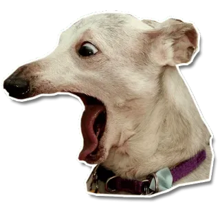 😱 dog, animal, funny, open mouth, tongue whatsapp sticker