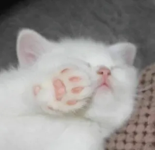🥱 Katze, Kätzchen, schlafend, Tier, Haustier, süß telegram sticker