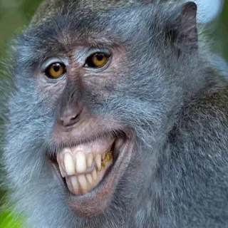 Мемные животные @stickernayaa telegram stickers