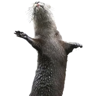 🕺 выдра, животное, млекопитающее, дикая природа, вода, милый telegram sticker