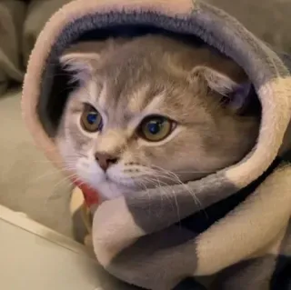 🐾 chat, chaton, sweat à capuche, animal, animal de compagnie, mignon, chat domestique telegram sticker