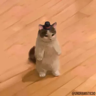 🌟 @UNDRAMATICOO gato, de pie, animal, mascota, lindo, sombrero, gracioso telegram sticker