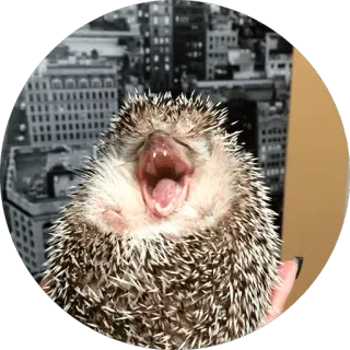 😂 hérisson, animal, bâillement, ville, somnolent, mignon telegram sticker