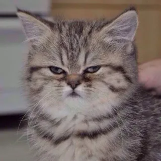 😑 kat, kitten, boos, serieus, schattig telegram sticker