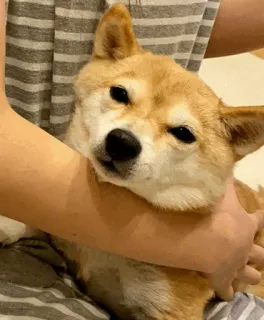 🐕 개, 시바견, 애완동물, 동물, 귀여운, 반려동물 whatsapp sticker