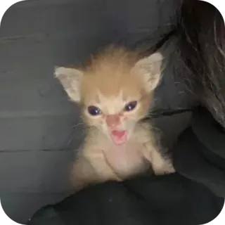 😵 gatinho, gato, bravo, fofo, animal, felino telegram sticker