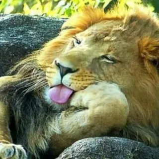 😴 leão, animal, mamífero, vida selvagem, gato telegram sticker