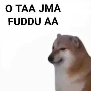 ✨ O TAA JMA
FUDDU AA doge, dog, meme, text telegram sticker