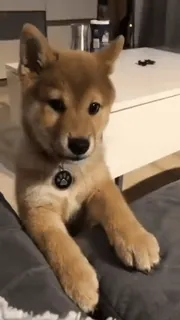 🗣 犬, 柴犬, ペット, 動物, 子犬, かわいい, 仲間 telegram sticker