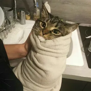 😐 Katze, Handtuch, süß, Haustier, Tier, eingewickelt telegram sticker