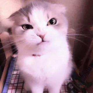 🐈 cat, kitten, scottish fold, animal, pet telegram sticker