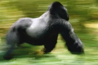 🏃 gorilla, animale, primate, corrente, mammifero, fauna selvatica, movimento telegram sticker