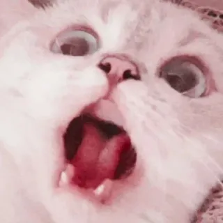 🤧 кот, зевающий, животное, мем, смешной, выражение лица, милый telegram sticker