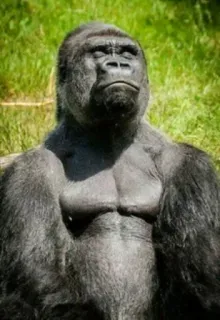 😌 Gorilla, Animale, Scimmia, Primate, Fauna selvatica, Natura telegram sticker