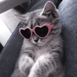 💗 кот, котенок, солнцезащитные очки, сердце, розовый, милый, животное telegram sticker
