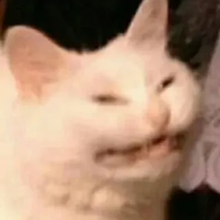 😩 kat, boos, meme, grappig telegram sticker