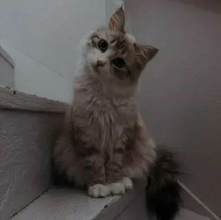 🐈 Katze, süß, Haustier, Tier, häuslich, Kätzchen, Katzenartig, Treppe telegram sticker
