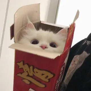 👀 Lucky
Meow 猫, 小猫, 盒子, 宠物, 动物, 可爱, 幸运, 喵 telegram sticker