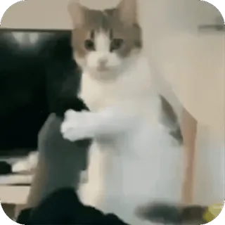 🤩 gatto, animale, gattino, animale domestico telegram sticker