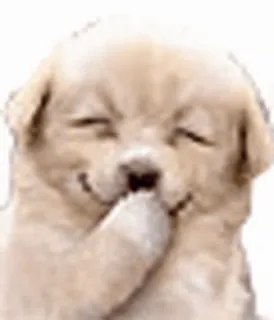 🌟 dog, puppy, laughing, cute, animal telegram sticker