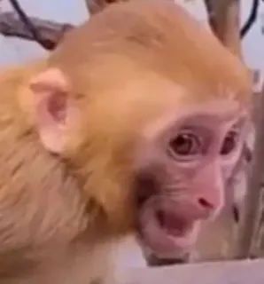 😧 aap, dier, zoogdier, primaat, wilde dieren, natuur whatsapp sticker