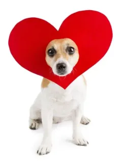 💓 dog, heart, animal, love, pet telegram sticker
