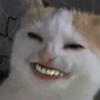 🐈 kat, meme, grappig, dier, huisdier, glimlachend, tanden telegram sticker