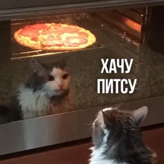 🍕 ХАЧУ ПИТСУ แมว, พิซซ่า, หิว, มีม, อาหาร, เตาอบ telegram sticker