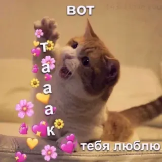 ❤️ ВОТ 
 Т
 а
 а
 К
 тебя люблю chat, fleurs, coeurs, amour, mignon whatsapp sticker