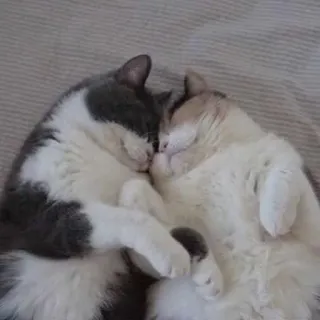 🥰 猫, ペット, 動物, 愛, 睡眠, かわいい telegram sticker