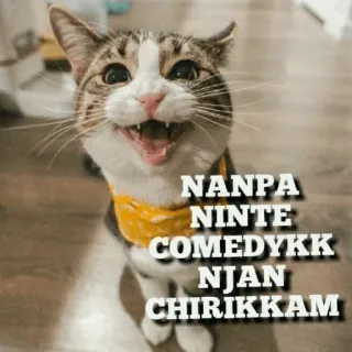 😂 NANPA
NINTE
COMEDYKK
NJAN
CHIRIKKAM cat, funny, comedy, meme, animal telegram sticker