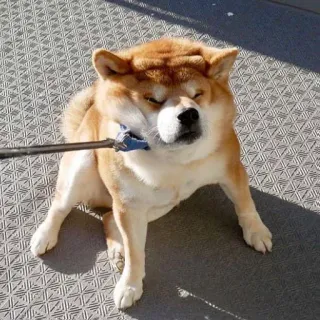 😓 Hund, Shiba Inu, Haustier, Tier, Leine, Hundi telegram sticker