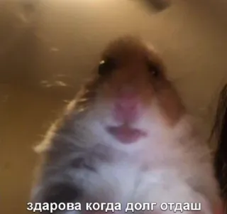 💵 здарова когда долг отдаш hámster, animal, deuda, ruso whatsapp sticker