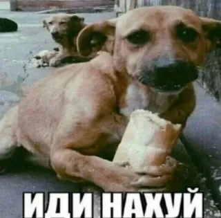 🤑 ИДИ НАХУЙ dog, bread, offensive, russian, insult whatsapp sticker