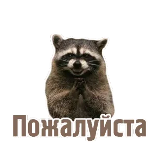 🙏 Пожалуйста procione, carino, animale, mammifero, per favore, russo telegram sticker