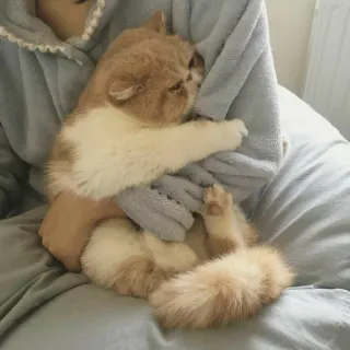 😔 Katze, Haustier, Tier, süß, Kätzchen, Haustier telegram sticker