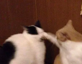 😡 cat fight, cats, fighting, aggression, animals whatsapp sticker