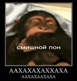💀 смішной пон
ААХАХАХХАХА
ААХАХААХАХА monyet, meme, binatang, lucu telegram sticker