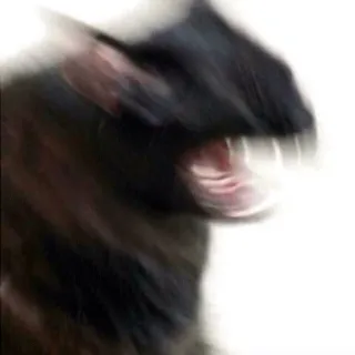 😤 cat, angry, blurred, animal, feline whatsapp sticker