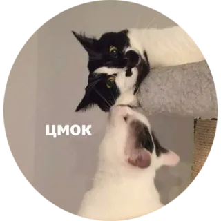 😘 ЦМОК katten, kus, schattig, draak whatsapp sticker