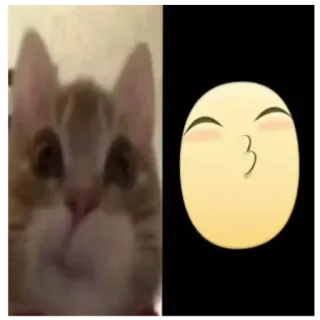 😘 猫, 亲吻, 表情符号, 宠物, 动物, 可爱 telegram sticker