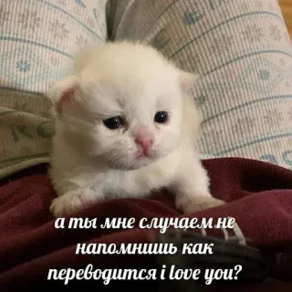 ❤️ а ты мне случаем не напомнишь как переводится i love you? ลูกแมว, น่ารัก, แมว, สัตว์, สัตว์เลี้ยง, การแปล telegram sticker