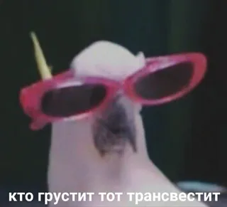 😎 Кто грустит тот трансвестит papegaai, zonnebril, vogel, dier, roze telegram sticker