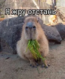 🌟 Я жру отстань Capybara, fressen, Gras, Tier, Nagetier telegram sticker