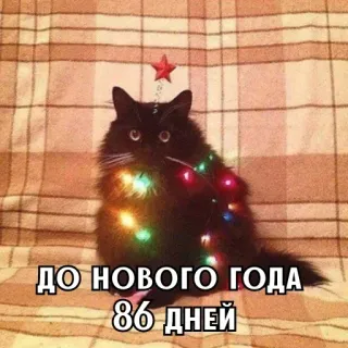 🎄 ДО НОВОГО ГОДА 86 ДНЕЙ chat, noël, nouvel an, étoile rouge, décoration, mignon whatsapp sticker