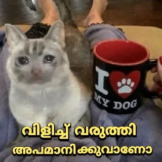 🥺 വിളിച്ചു വരുത്തി അപമാനിക്കുകയാണോ kat, verdrietig, mok, hond, meme telegram sticker