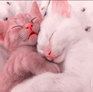 🍧 anak kucing, kucing, tidur, imut, hewan, hewan peliharaan telegram sticker