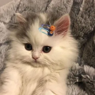 🌟 子猫, 猫, 可愛い, ペット, 動物, ふわふわ, ヘアクリップ telegram sticker